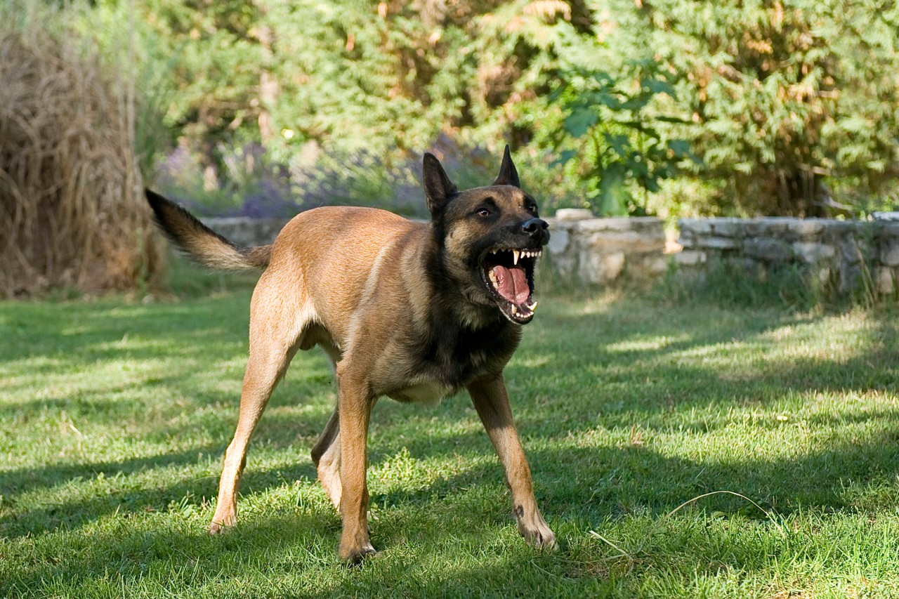 Ein Halter konnte seinen Hund nicht mehr bändigen. (Symbolfoto).