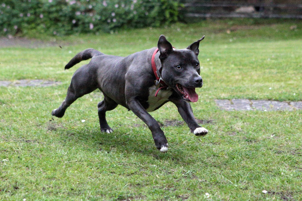 Ein Hund hatte sich in den Kopf eines Kindes (4) verbissen. Seine Kopfbedeckung rettet es. (Symbolbild)