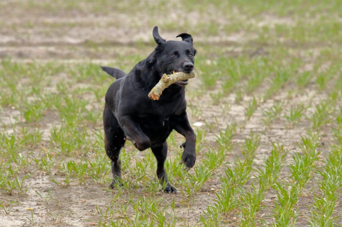 hund nrw.jpg