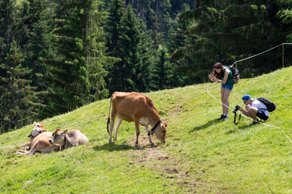 kuh-attacke-urlaub-österreich.jpg