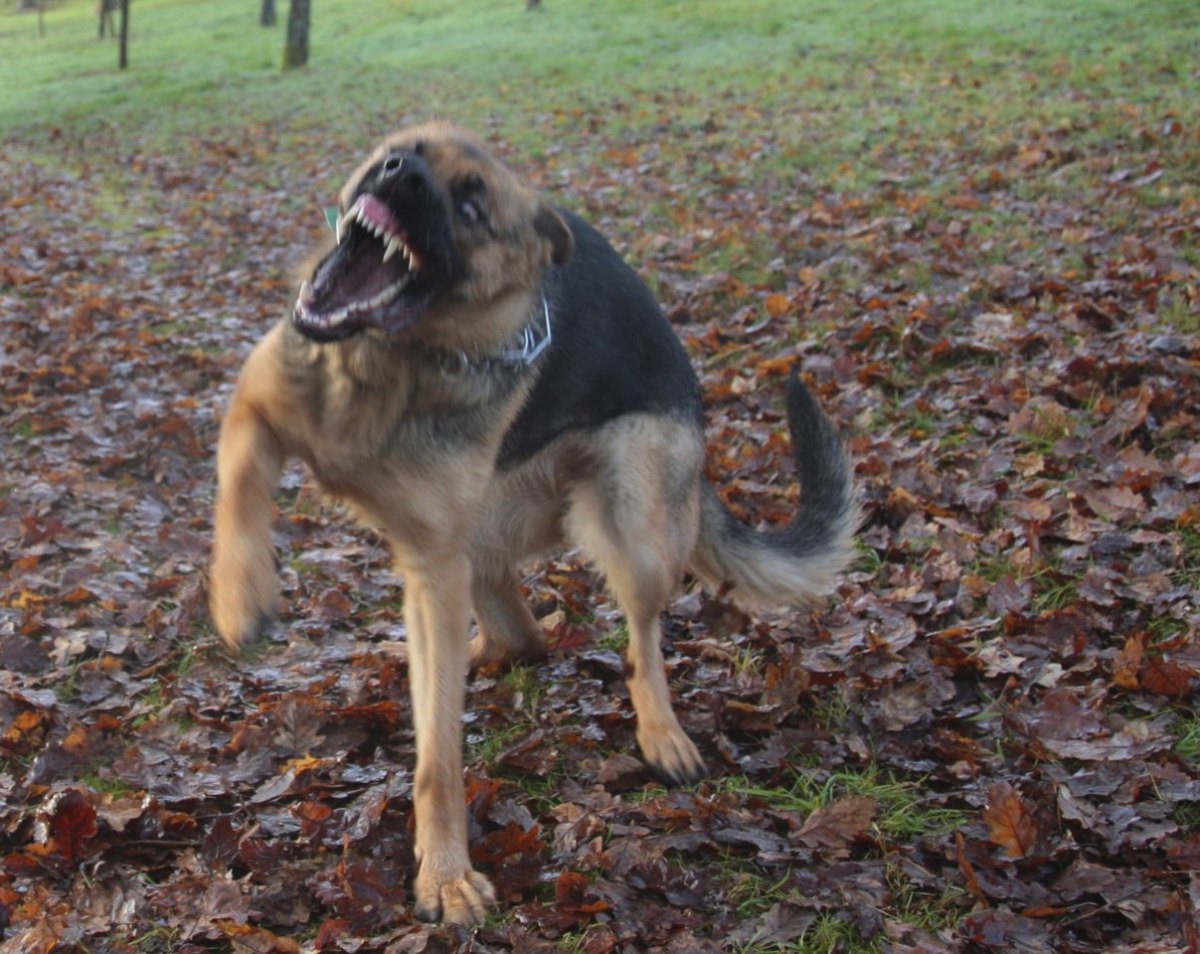 postbotin-von-hunden-zerfleischt.jpg