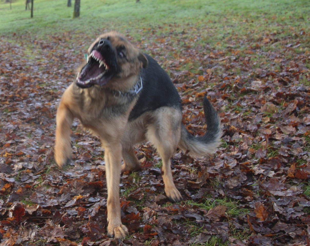 Immer wieder kommen Postboten bei Hundeattacken zu Schaden. (Archivfoto)