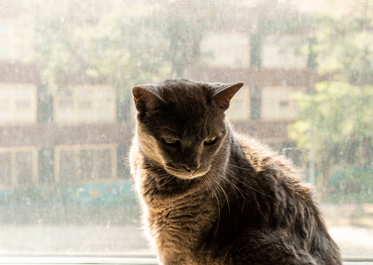 urlaub frankreich katze.jpg