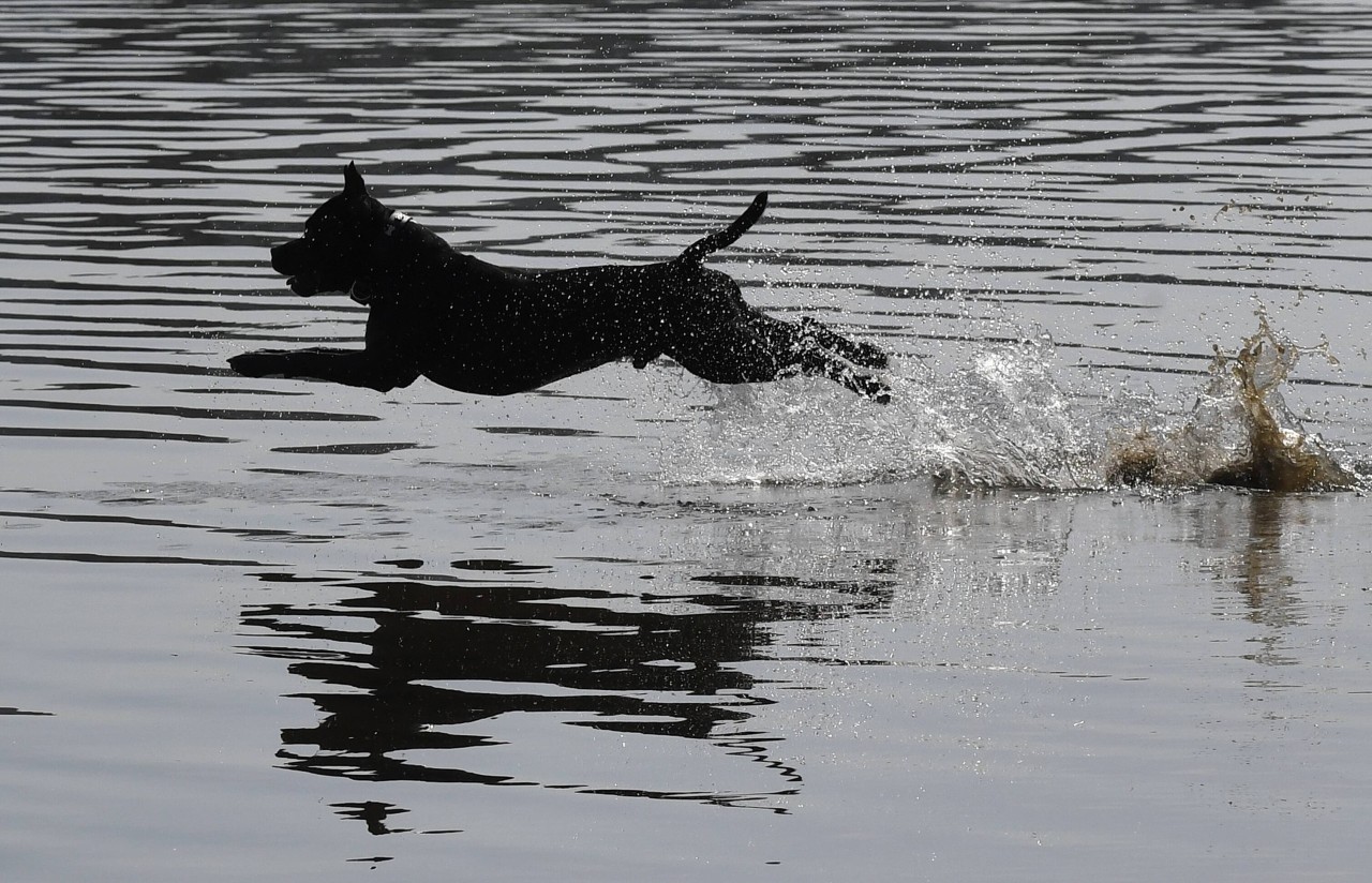 Ein Hund und dessen Herrchen gerieten bei einer Gassi-Runde in Gefahr! (Symbolbild) 