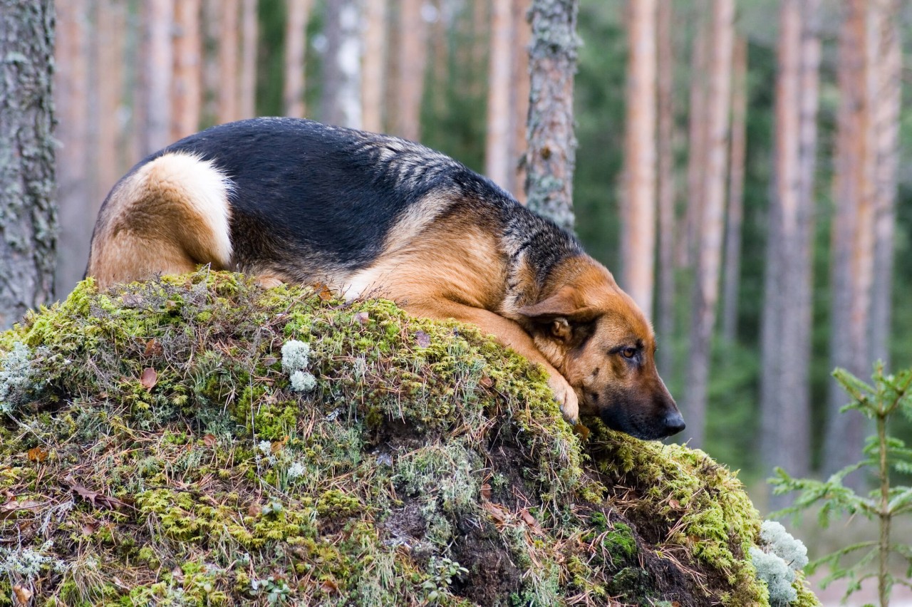 Die Geschichte um einen eingeschläferten Hund geht ans Herz. (Symbolbild)