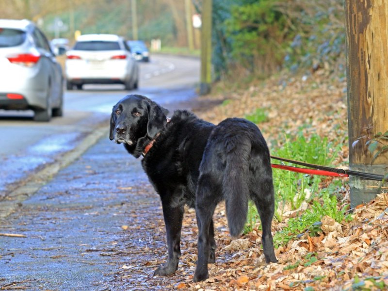 Hund .jpg