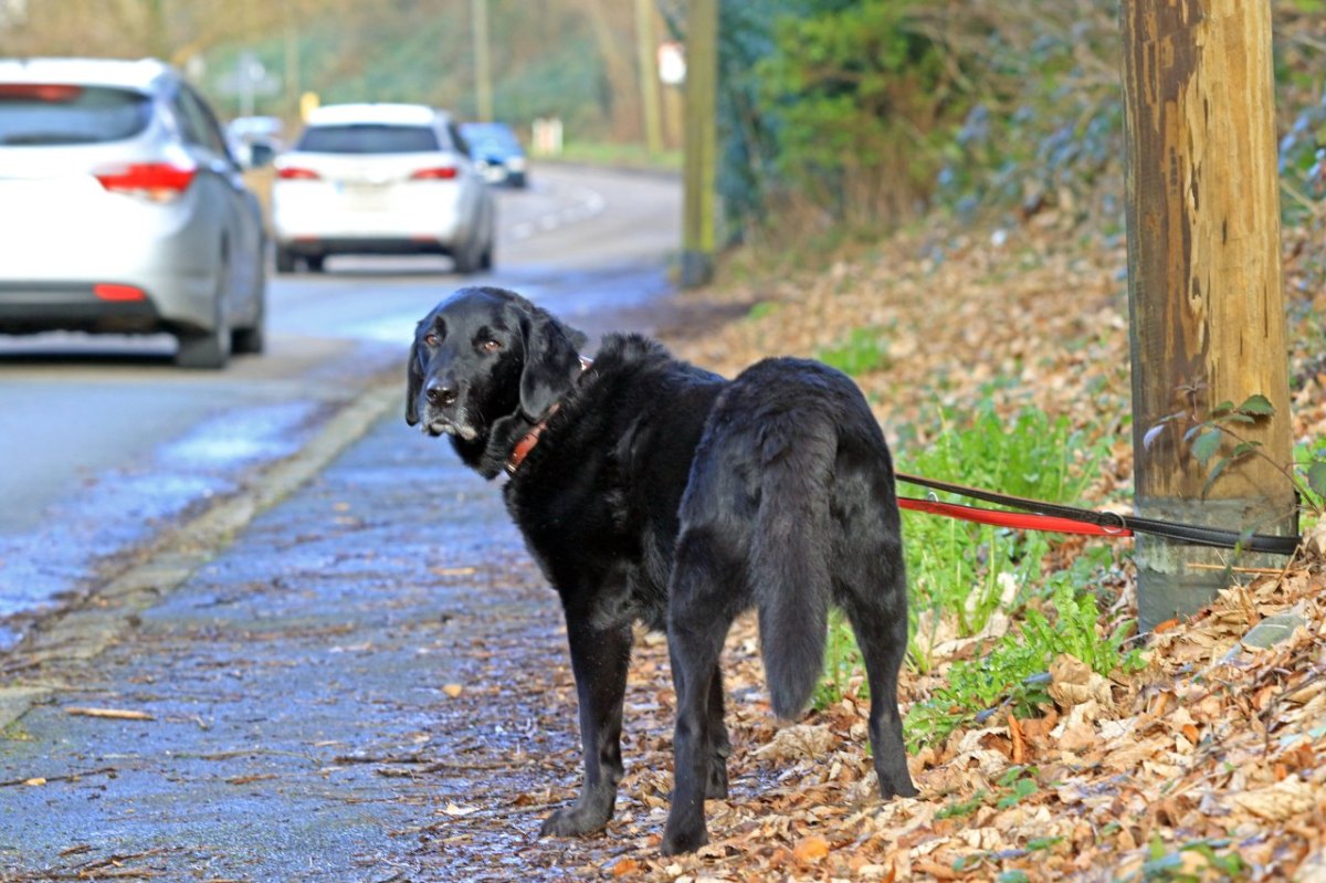 Hund .jpg