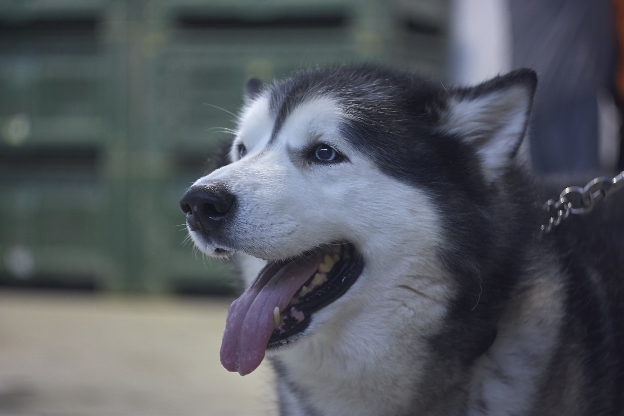 Ein Hund randalierte kürzlich in einer Wohnung. Der Grund für seinen Ausraster ist unglaublich! (Symbolbild)