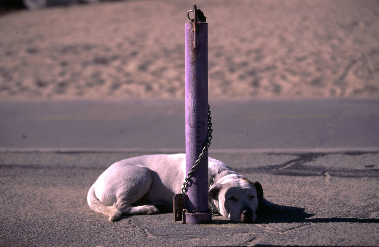 Ein Hund in NRW wurde einfach angekettet zurückgelassen (Symbolbild).