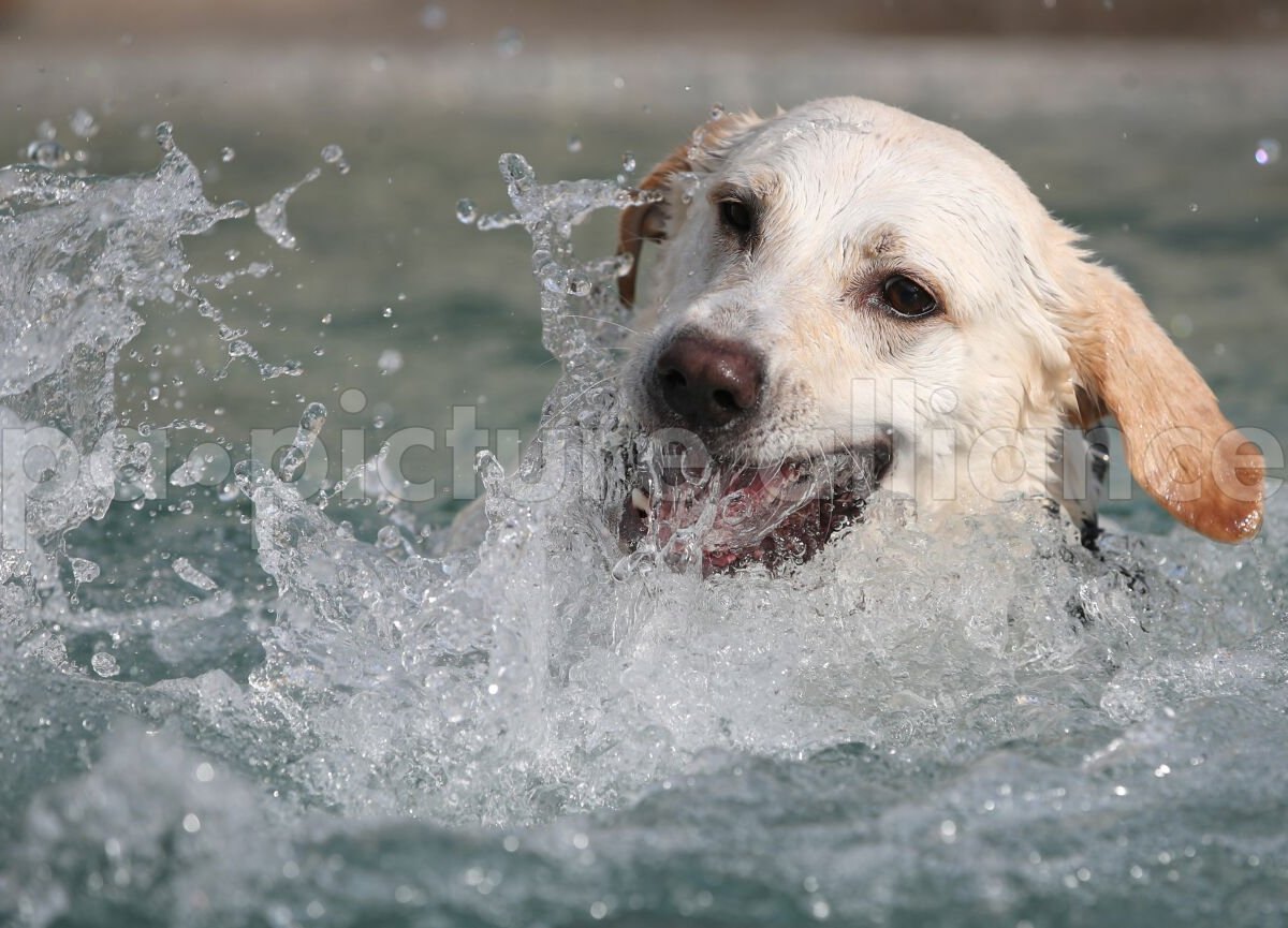 Hund-Wasser.jpg