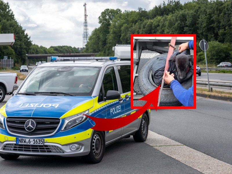 Hund-polizei.jpg