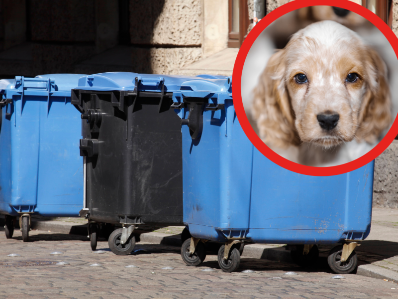 Hund.png