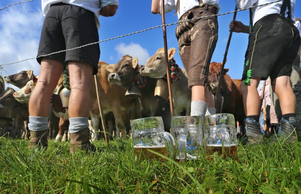 Viehscheid im Allgäu