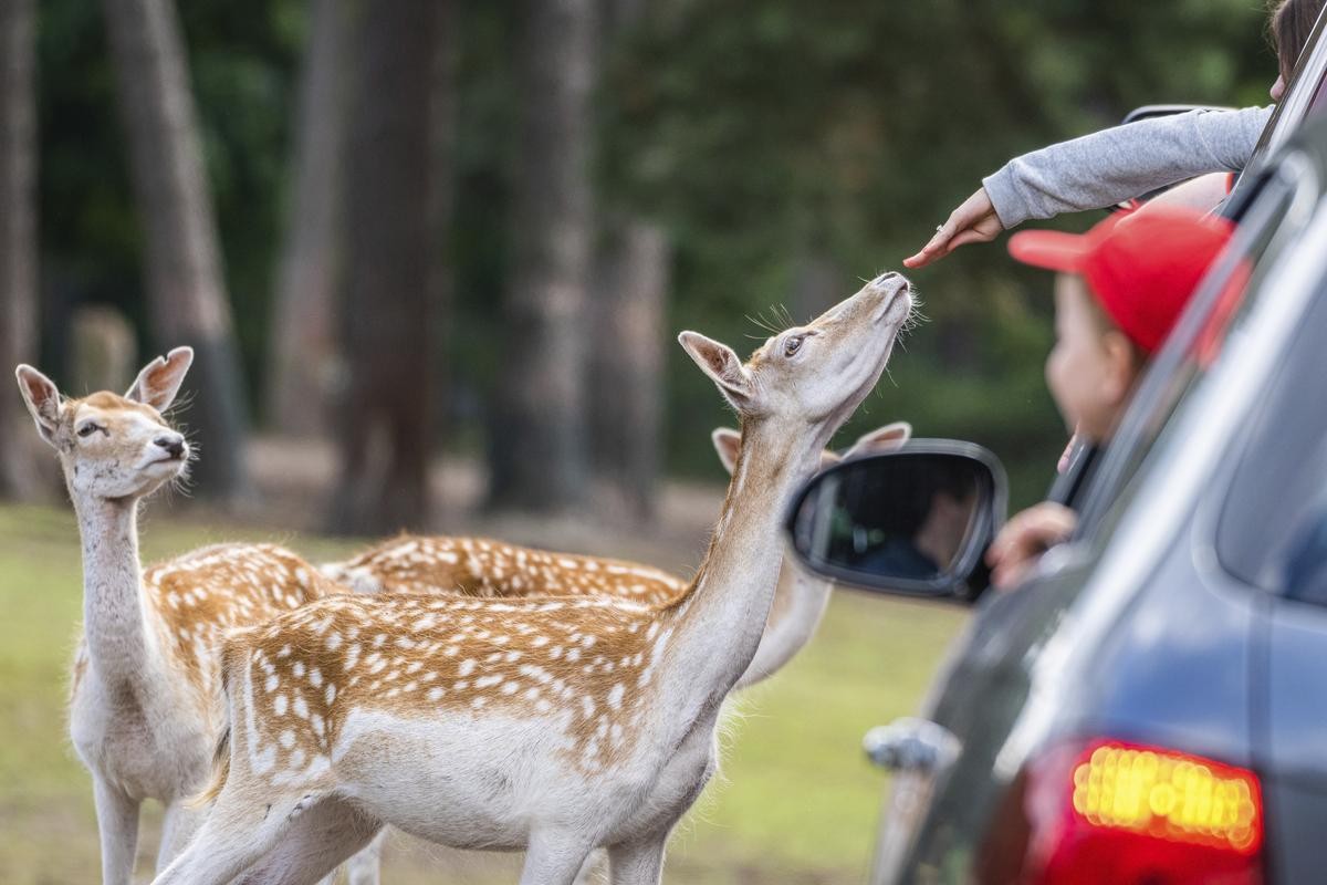 Ungefährlich: Bei den Damwildtieren im Serengeti-Park kann man auch mal die Hand aus dem Fenster halten. 