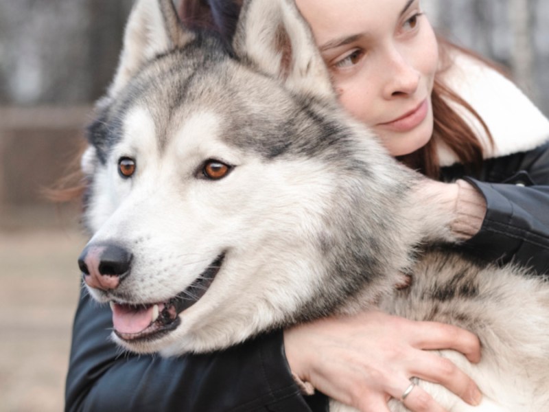 Hund Husky