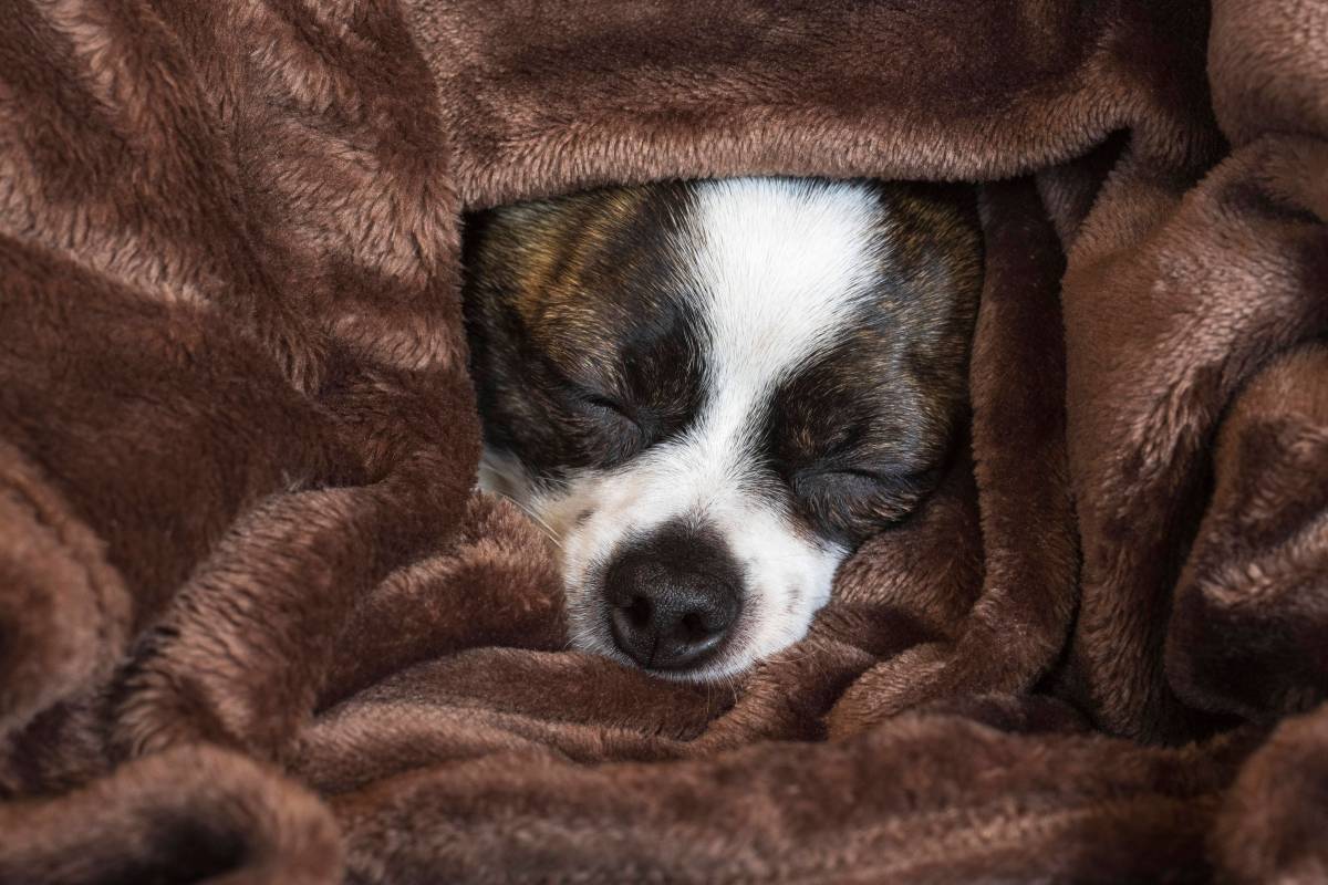 Ein Hund kuschelt sich in eine braune Decke.