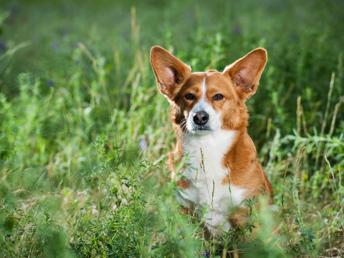 Ein Hund sitzt auf einer Wiese.