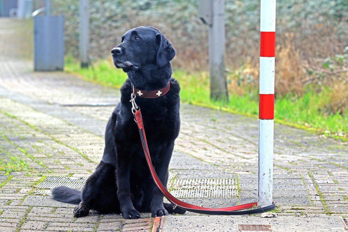 Hund ausgesetzt