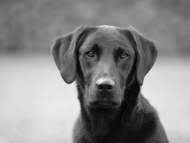 Die treuen Augen von einem Hund.