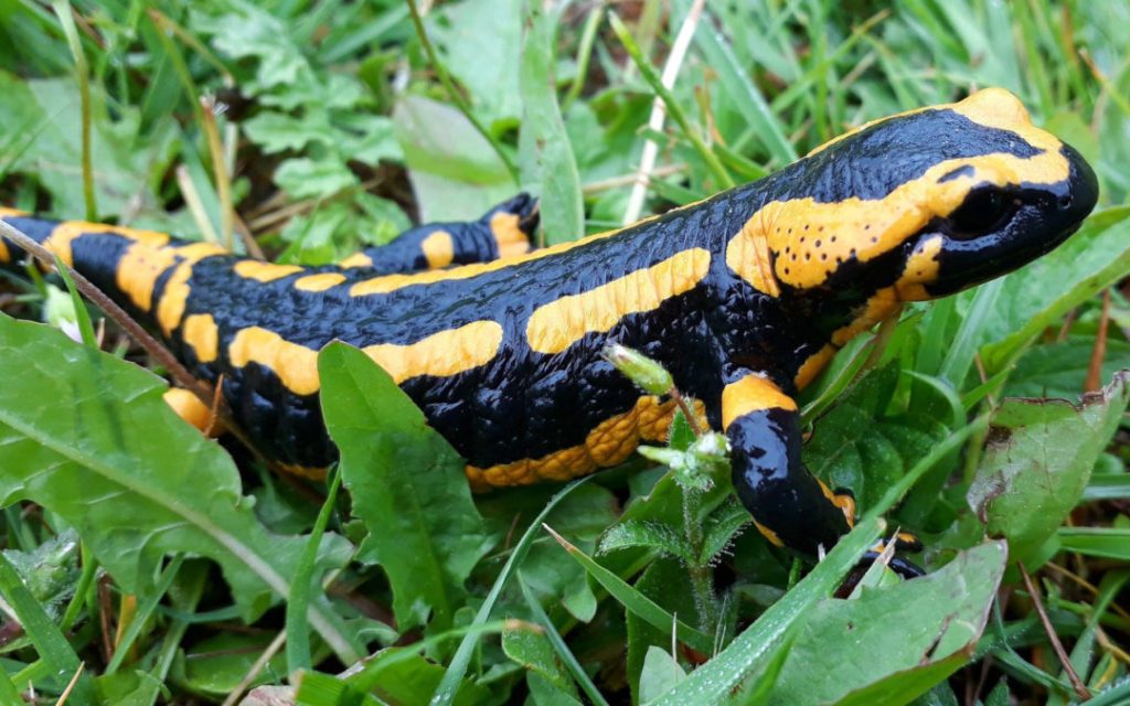 Ein schwarz-gelber Feuersalamander kriecht durchs Gras.