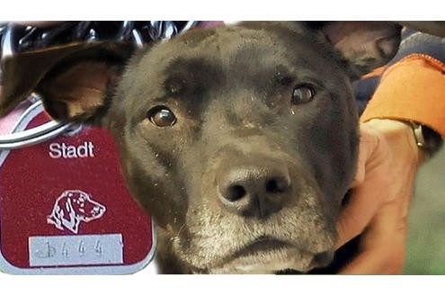Hundebesitzer sollen ab 1. Juli 2010 bis zu 25 Prozent mehr Hundesteuern an die Stadt zahlen. Statt jährlich 141 Euro für einen Hund sollen es künftig 156 Euro sein; für zwei Hunde droht die Erhöhung von 172 Euro auf 216 Euro je Hund. Wer drei Hunde hat, soll je Tier 252 Euro statt 202 Euro zahlen. Geplante jährliche Mehreinnahme für die Stadt 383.000 Euro. oto: Fremdbild