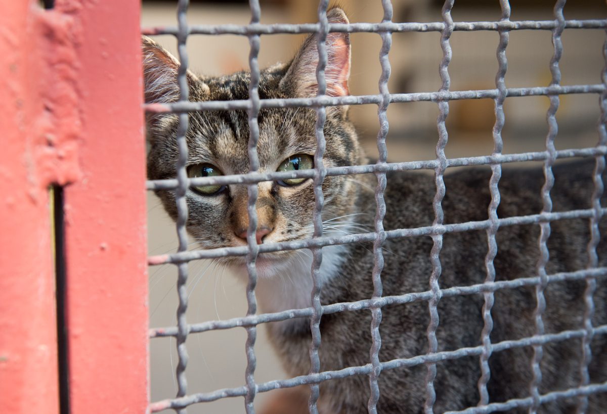 Katze hinter Gittern im Tierheim Duisburg