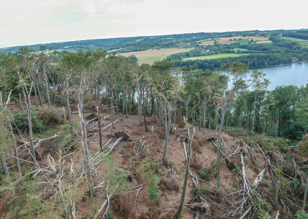 Schellenberger Wald in Essen.jpg