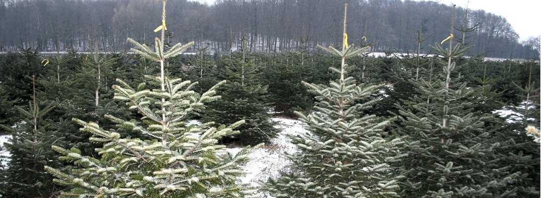 Thema Weihnachtsbaum--656x240.jpg