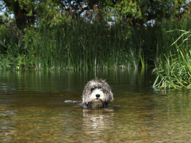 Hund Fluss
