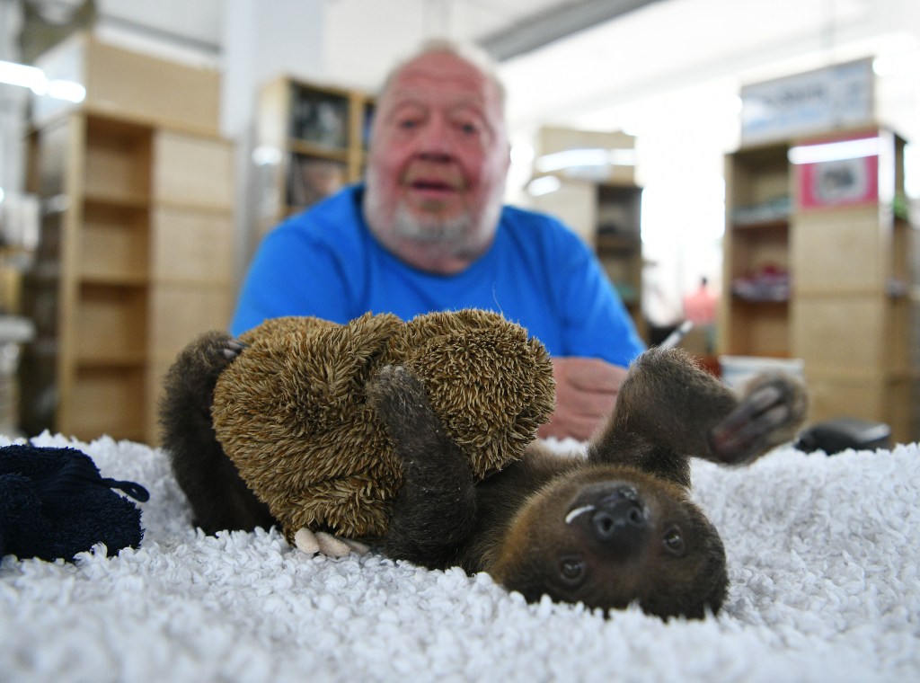 Norbert Zajac mit dem  Faultierbaby "Fridolin".