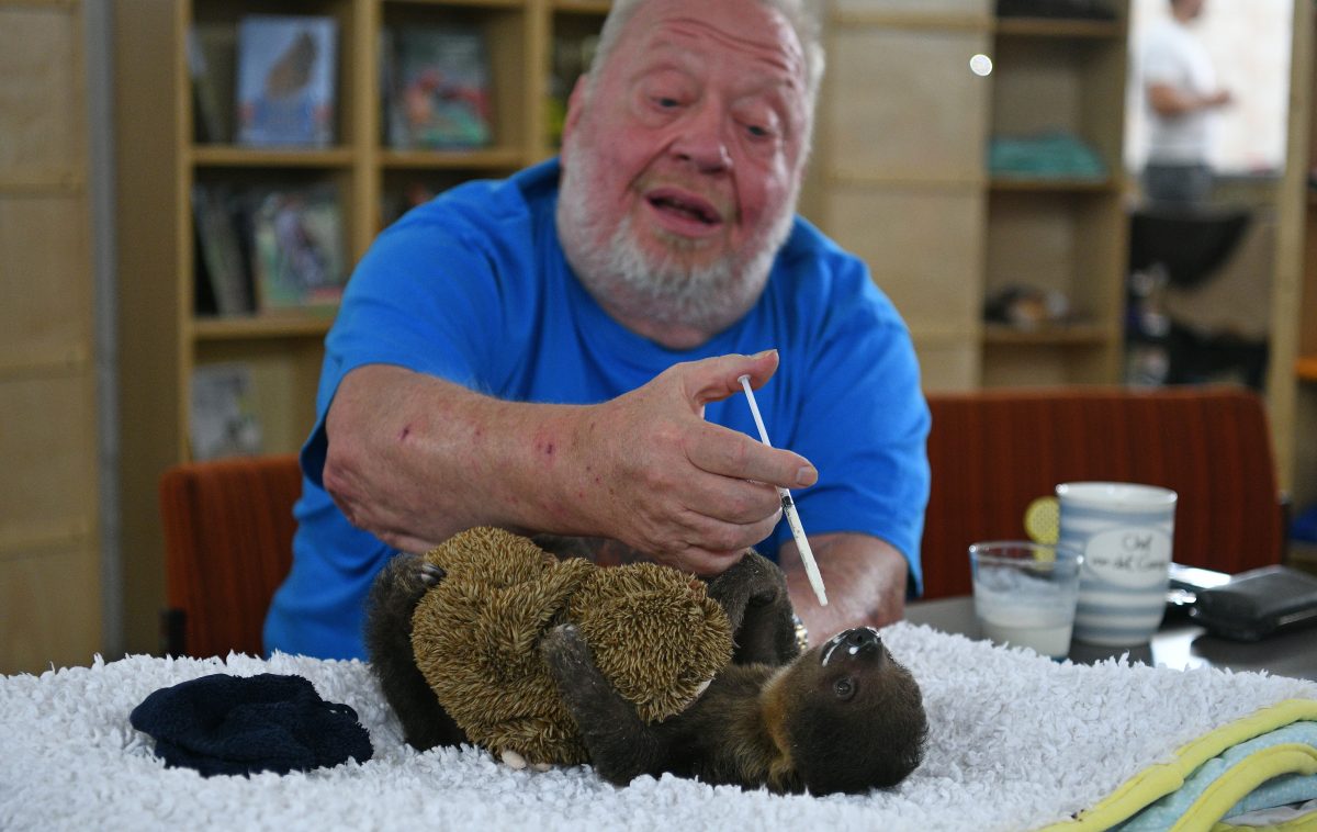 Zoo Zajac-Besitzer fÃ¼ttert Faultierbaby â€žFridolinâ€œ.