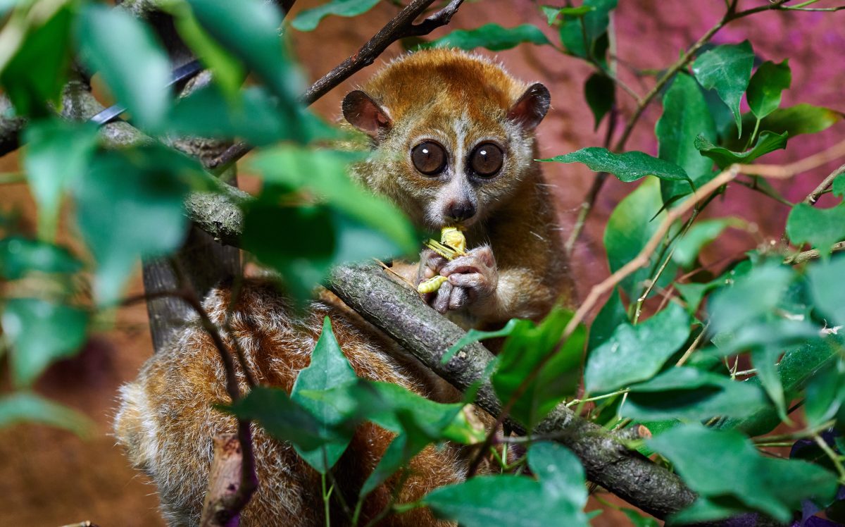 Zoo Dortmund Zwergplumplori