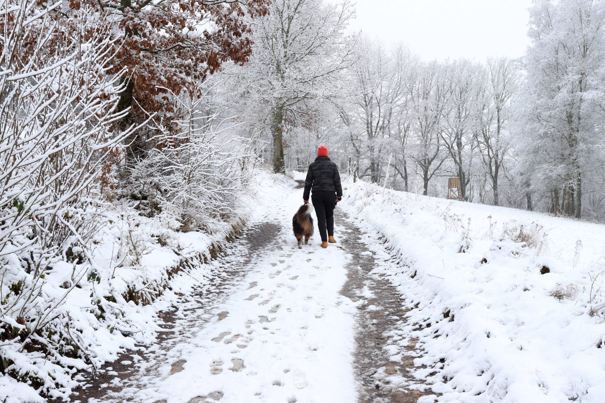 Wetter in NRW Schnee Wald SpaziergÃ¤nger mit Hund