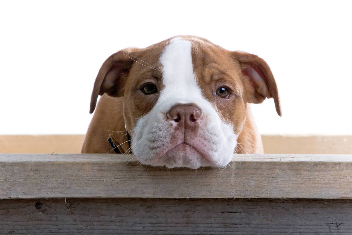 Hund in NRW schaut traurig