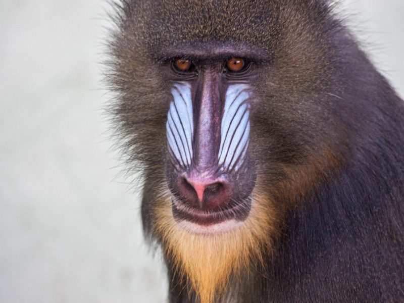 Zoo München Mandrill-Männchen