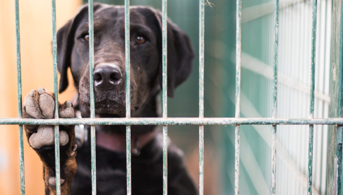 Tierheim Oberhausen Hund hinter Gittern Symbolbild