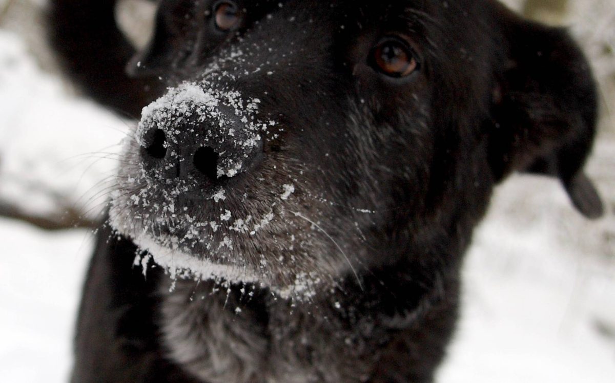 Hunde in NRW