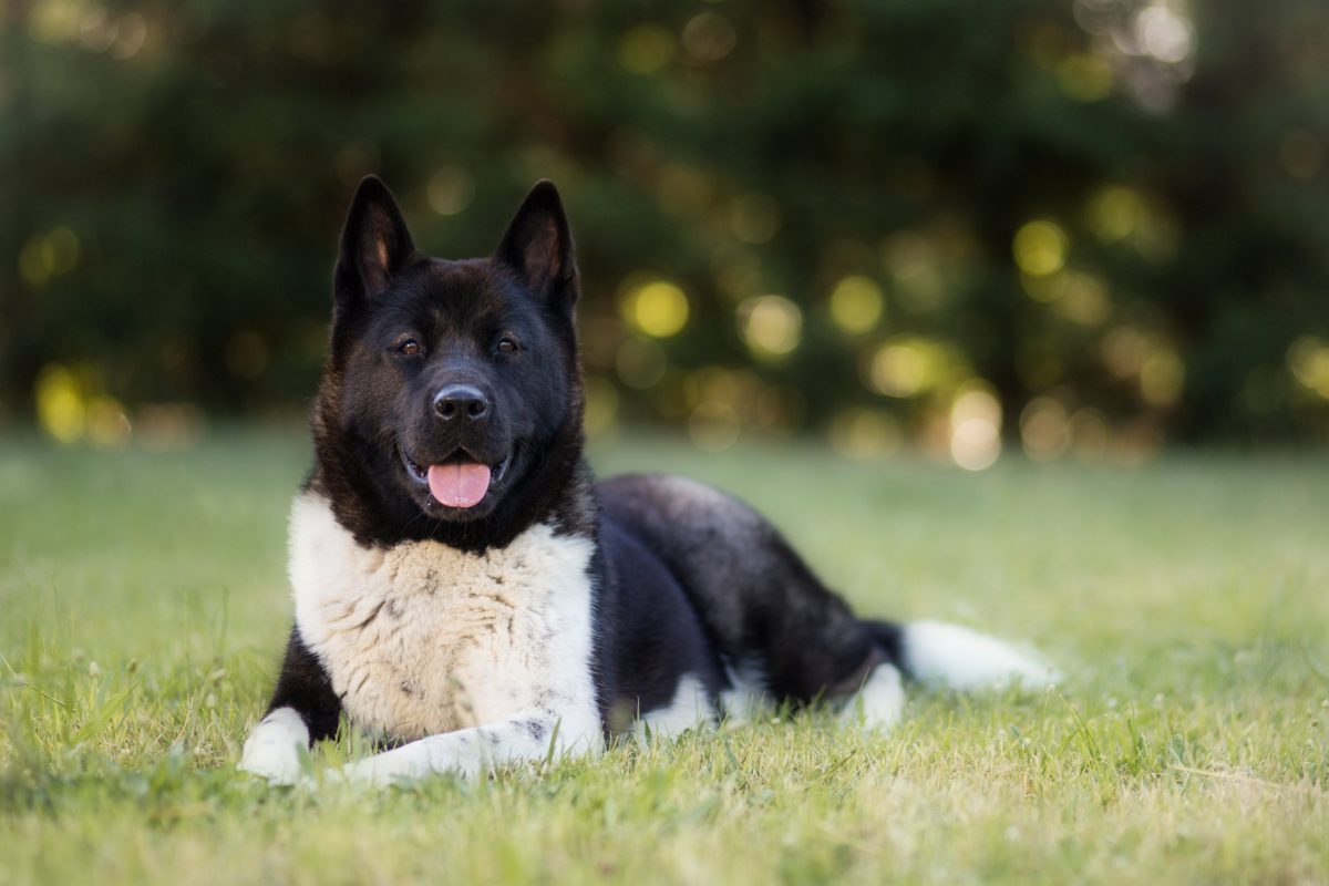 Tierheim in NRW American Akita