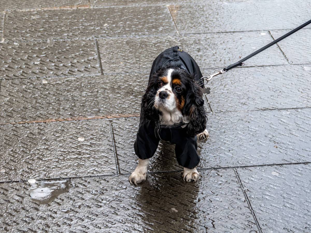 Hund in NRW