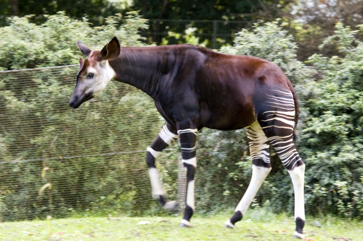 Zoo Koeln