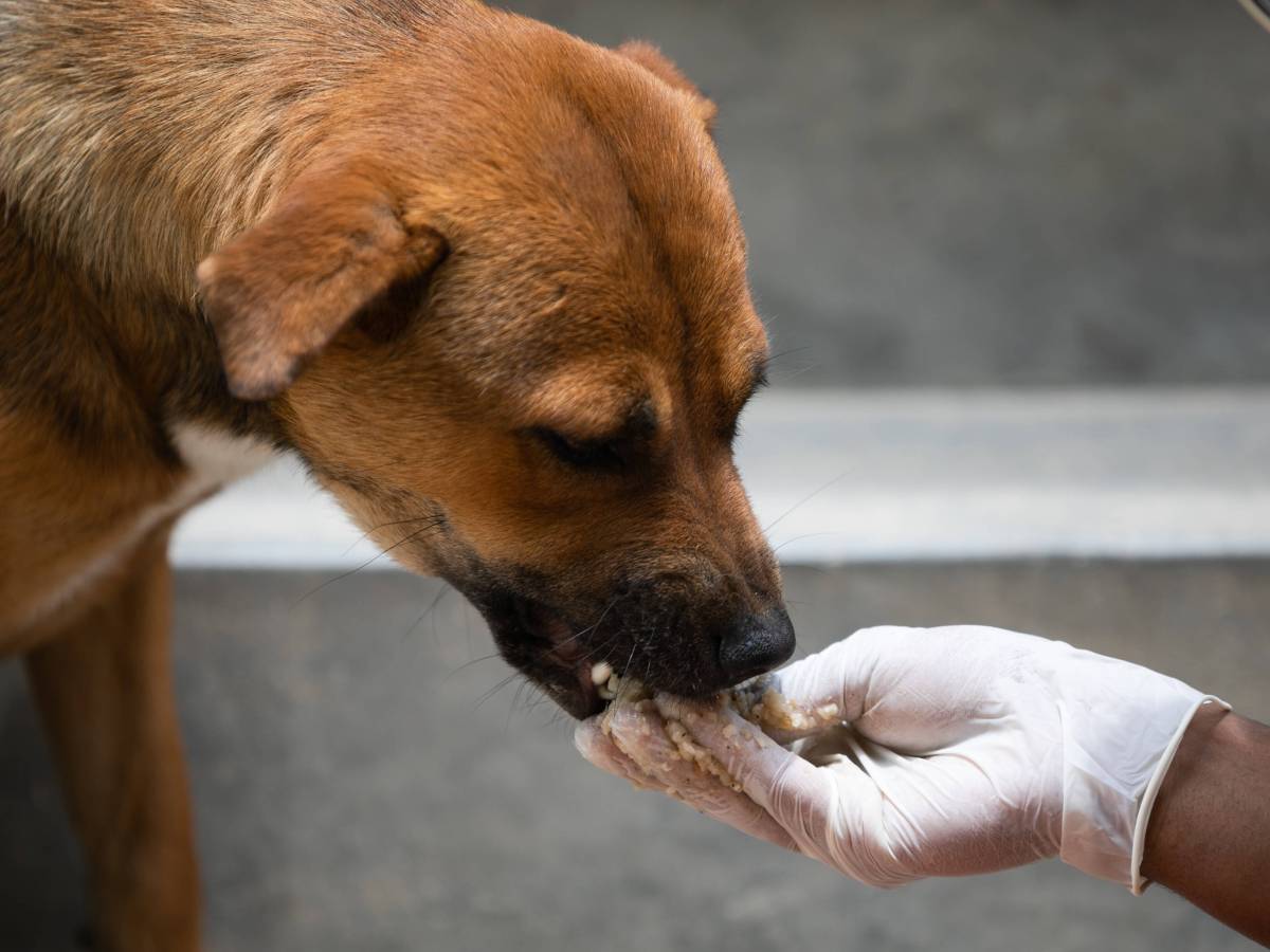 Hund: Rückruf bei Hundefutter gestartet