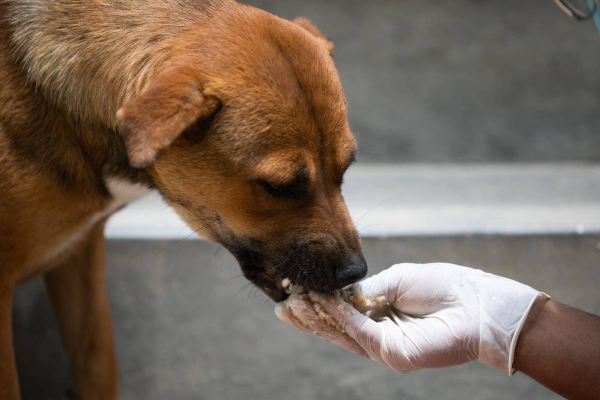Hund: RÃ¼ckruf bei Hundefutter gestartet
