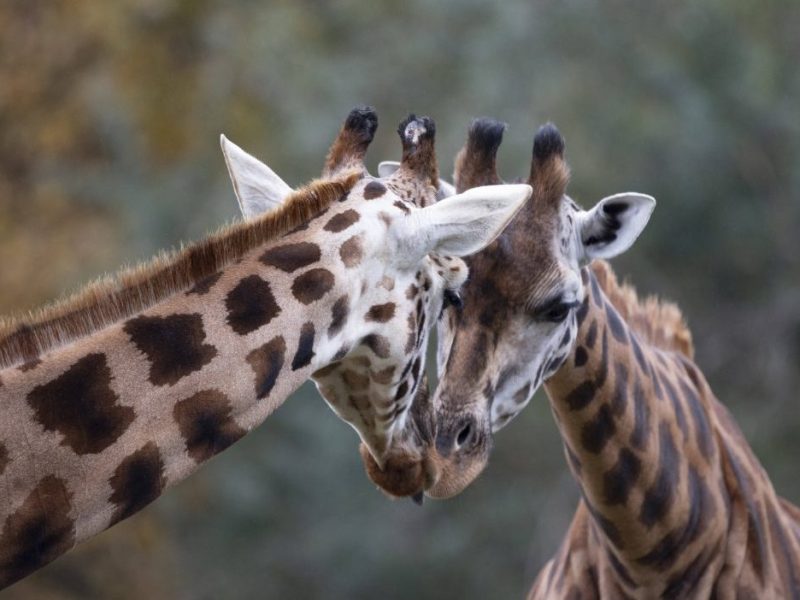 Zoo Giraffen