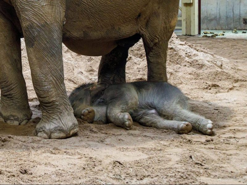 Zoo Elefantenbaby