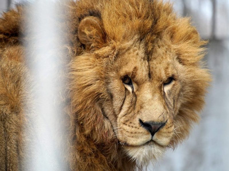 Schock in einem Zoo in Russland! Ein betrunkene Frau ist viel zu nah ans Löwengehege gegangen – mit schlimmen Folgen! (Symbolbild)