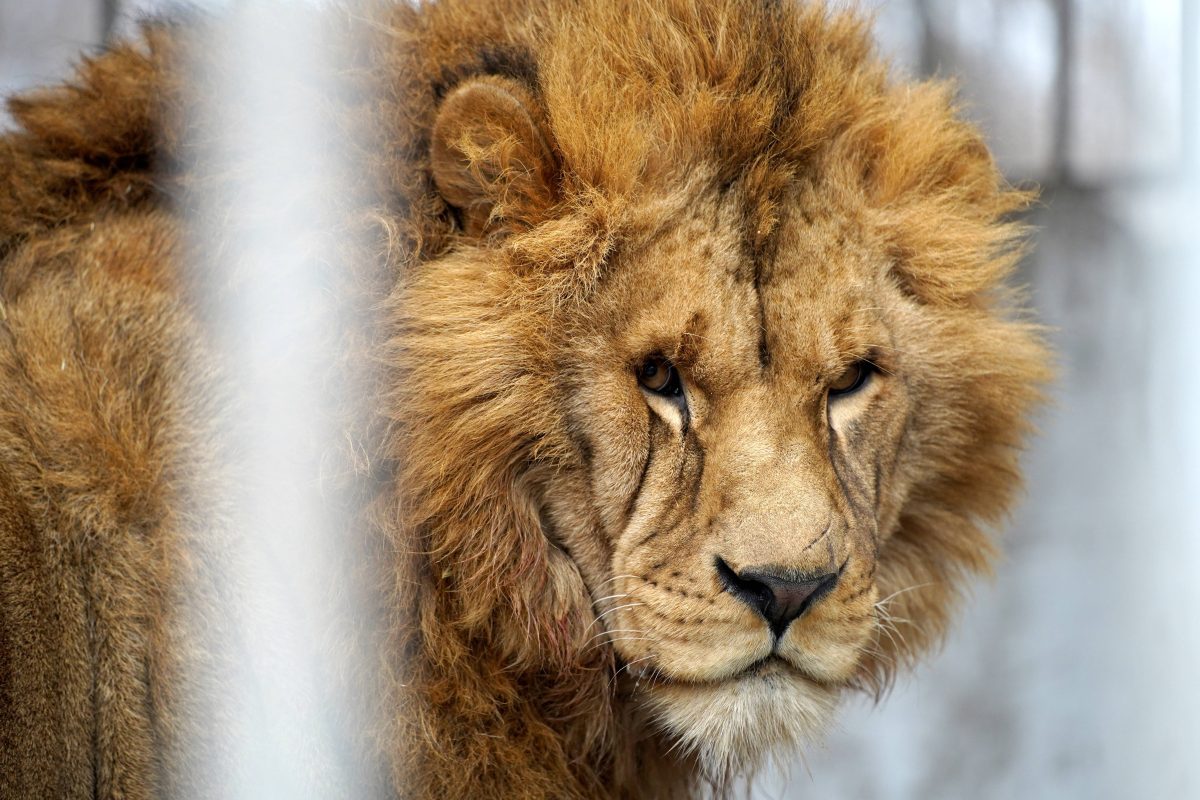 Schock in einem Zoo in Russland! Ein betrunkene Frau ist viel zu nah ans LÃ¶wengehege gegangen â€“ mit schlimmen Folgen! (Symbolbild)