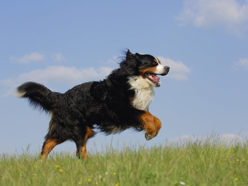 Hund für Anfänger – diese Rassen eignen sich perfekt für dich