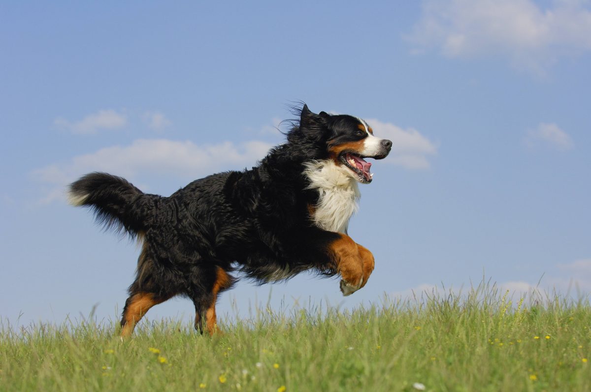 Ein Berner Sennenhund tobt auf der Wiese.