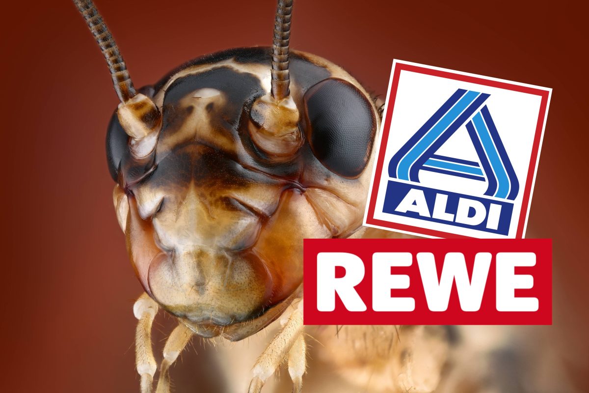 aldi rewe insekten