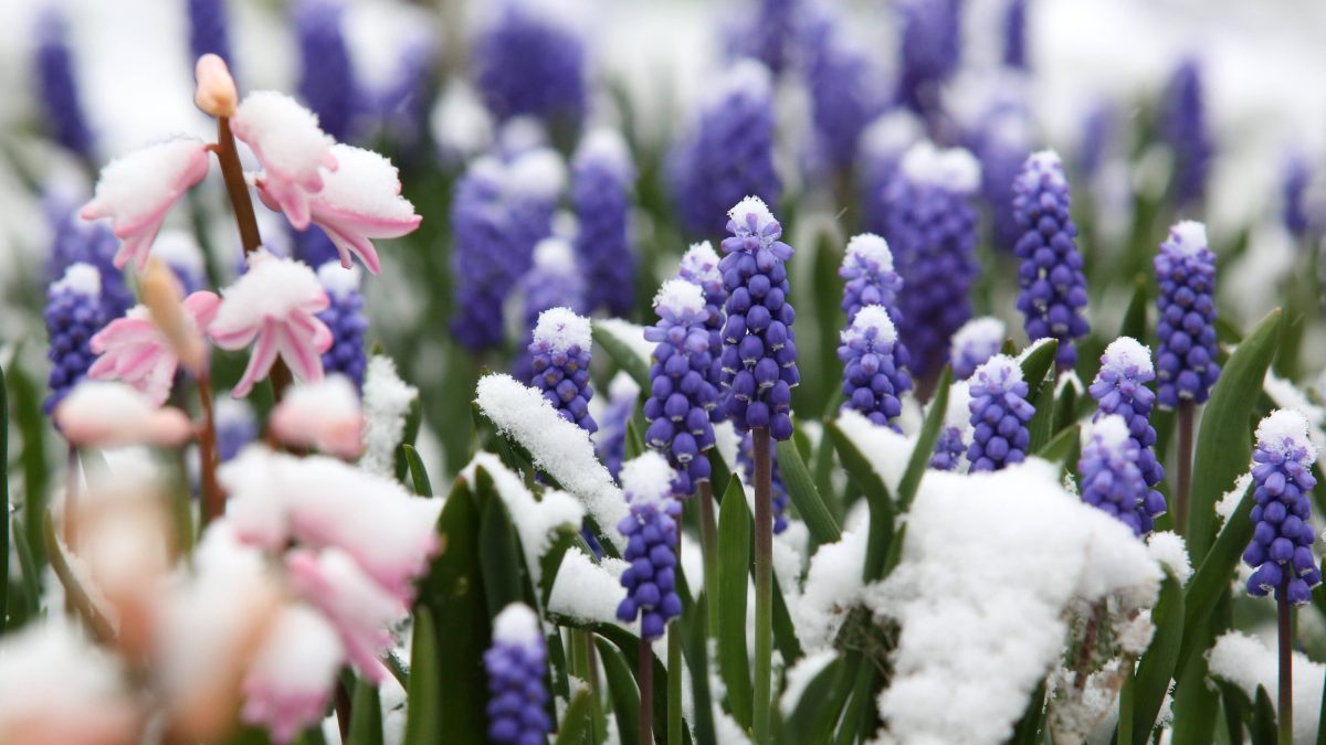 Wetter in NRW Schnee im FrÃ¼hling